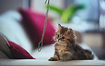 猫图片