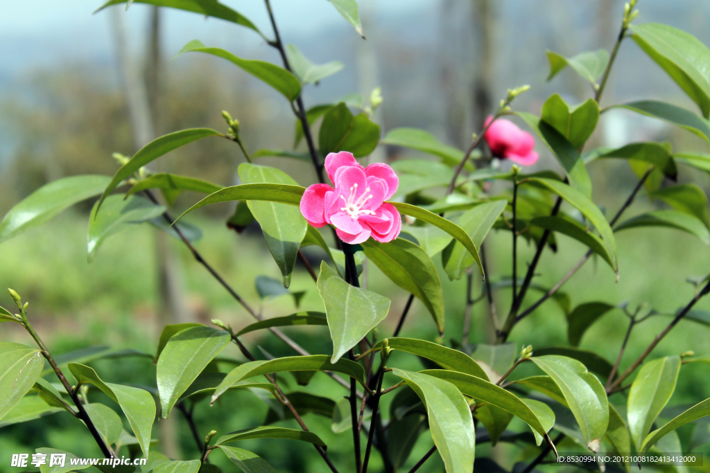 茶树花