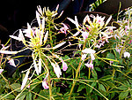 醉蝶花