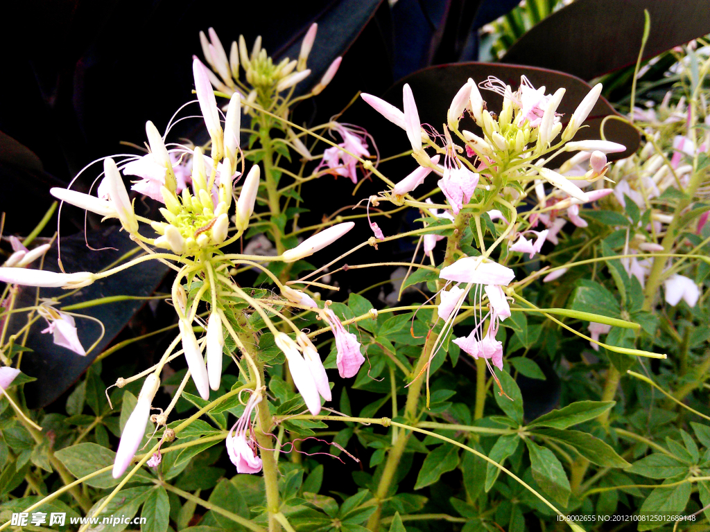 醉蝶花