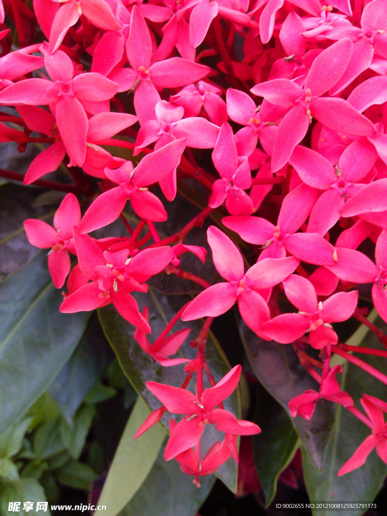 龙船花