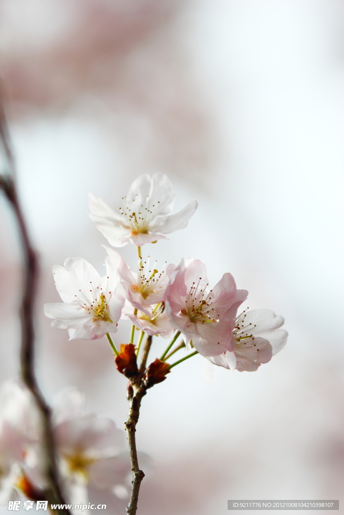 樱花