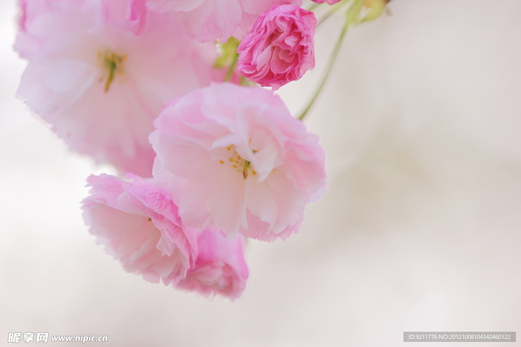 樱花