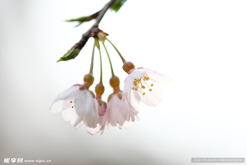 樱花