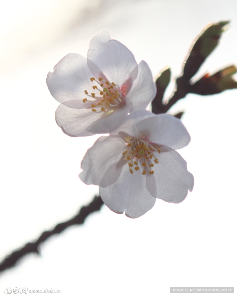 樱花