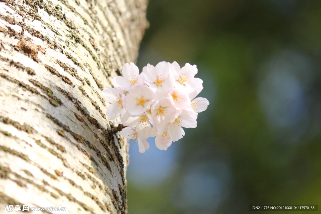 樱花