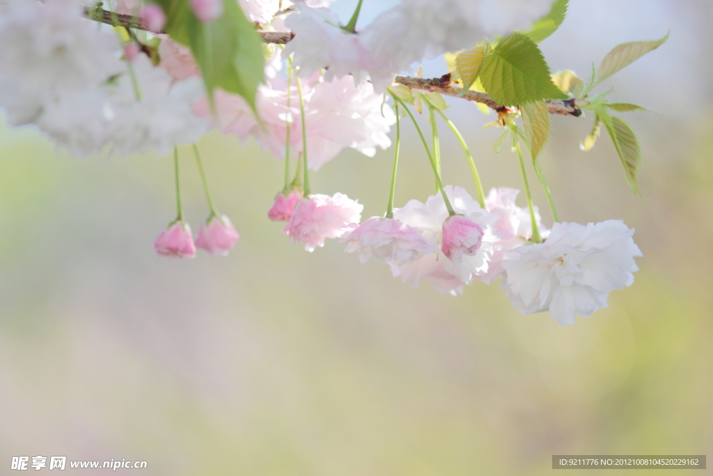 樱花