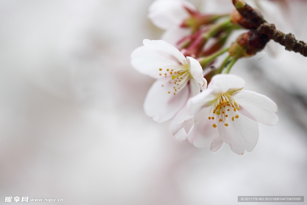樱花