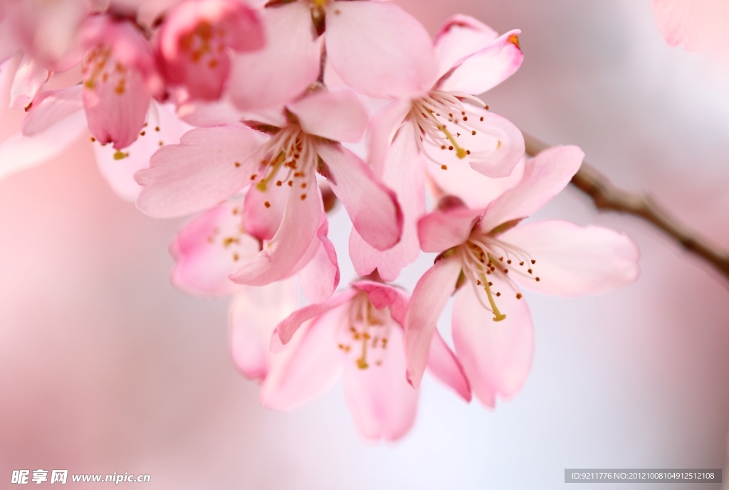 樱花