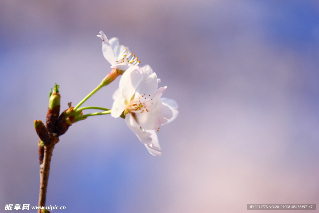 樱花