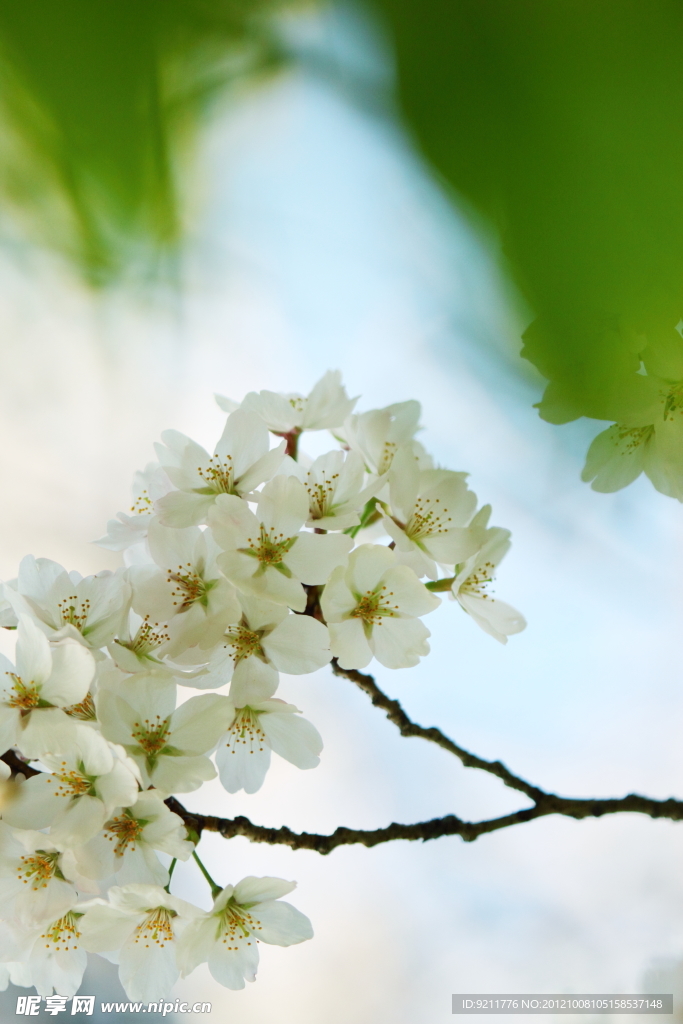 樱花