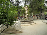 山和古树