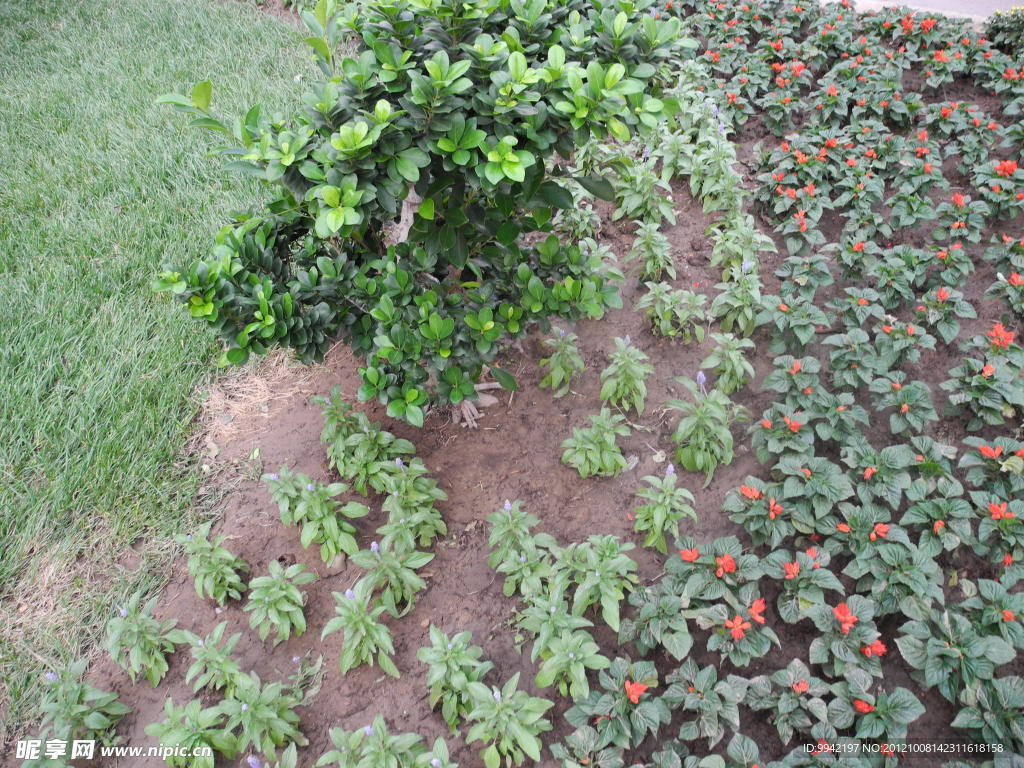 花卉族拥 无齿枸骨