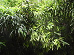 竹叶