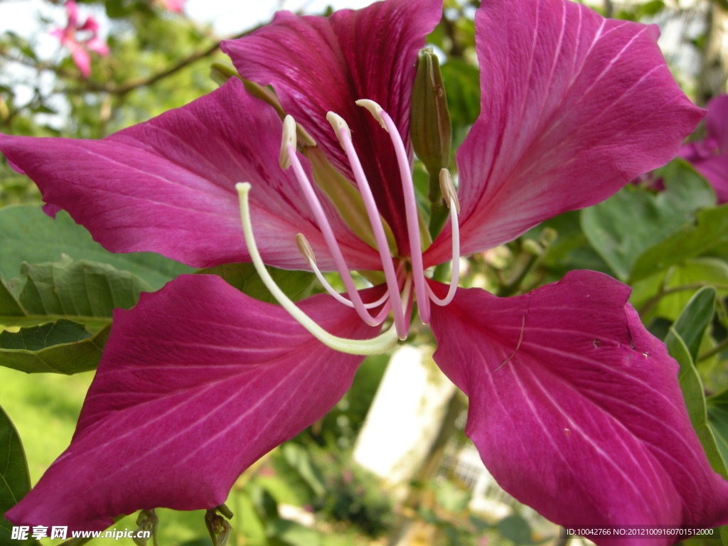 蝴蝶花