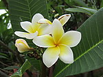 鸡蛋花