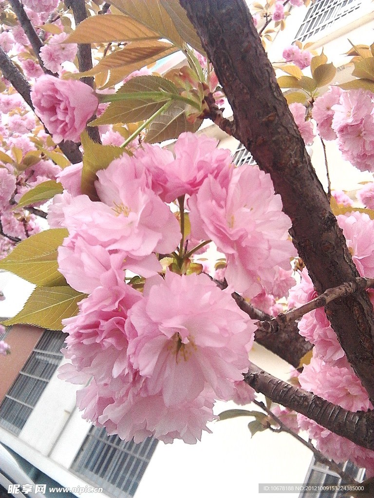 樱花