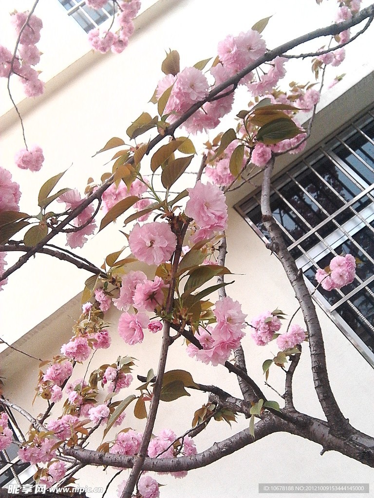 樱花