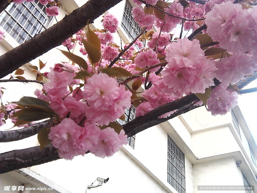 樱花