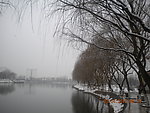 湖边柳岸雪景