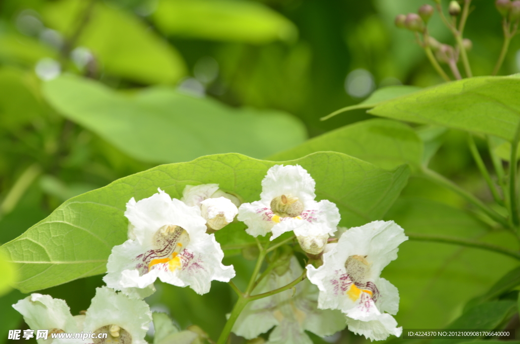 黄金树花