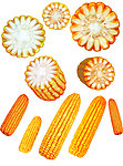 玉米集 玉米素材