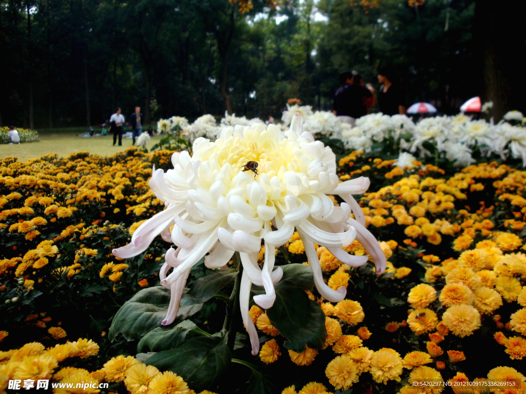 菊花