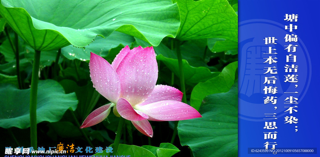 荷花廉洁展板