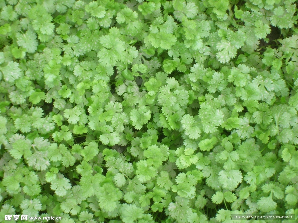 香菜 蔬菜 青菜 芫荽 香荽摄影图__蔬菜_生物世界_摄影图库_昵图网nipic.com