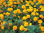 黄菊花