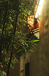 竹与灯笼