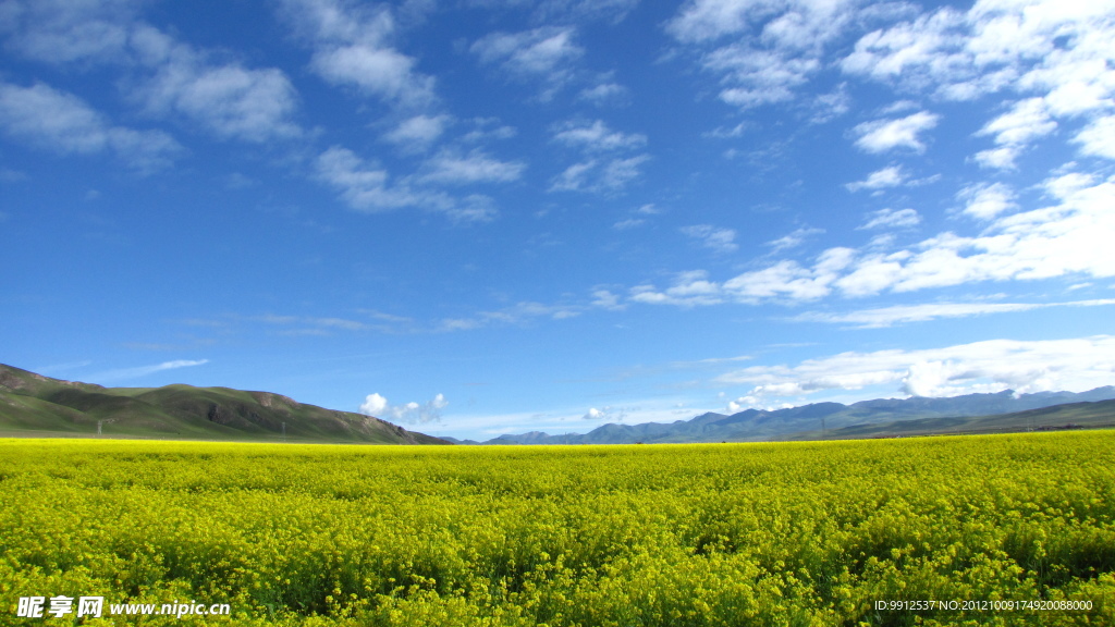 油菜花