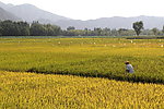 稻田