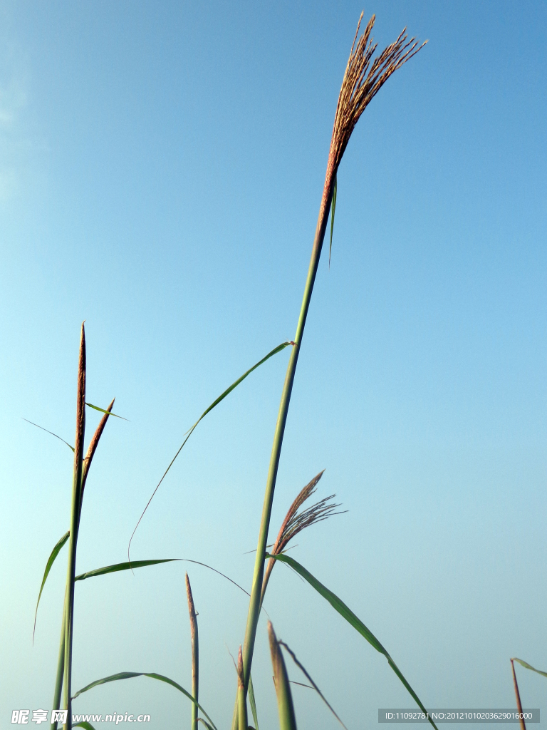 野花
