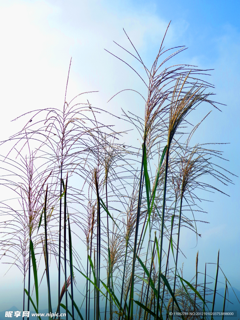 野花