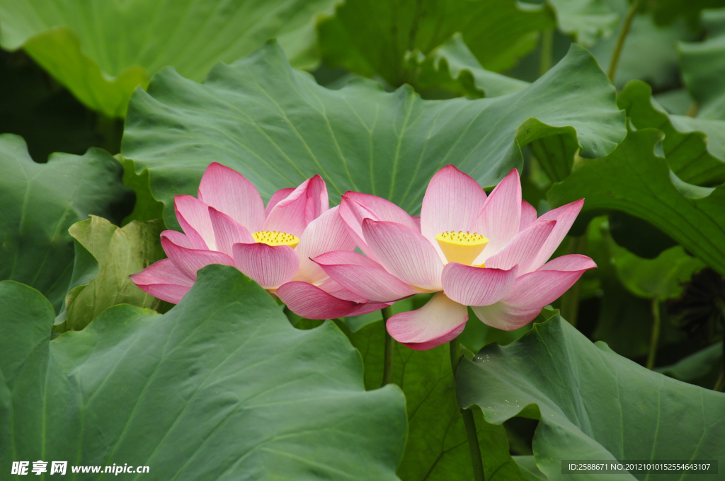 并蒂莲花