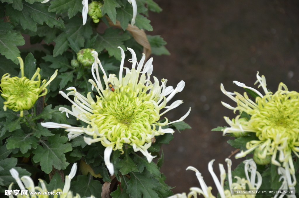 菊花
