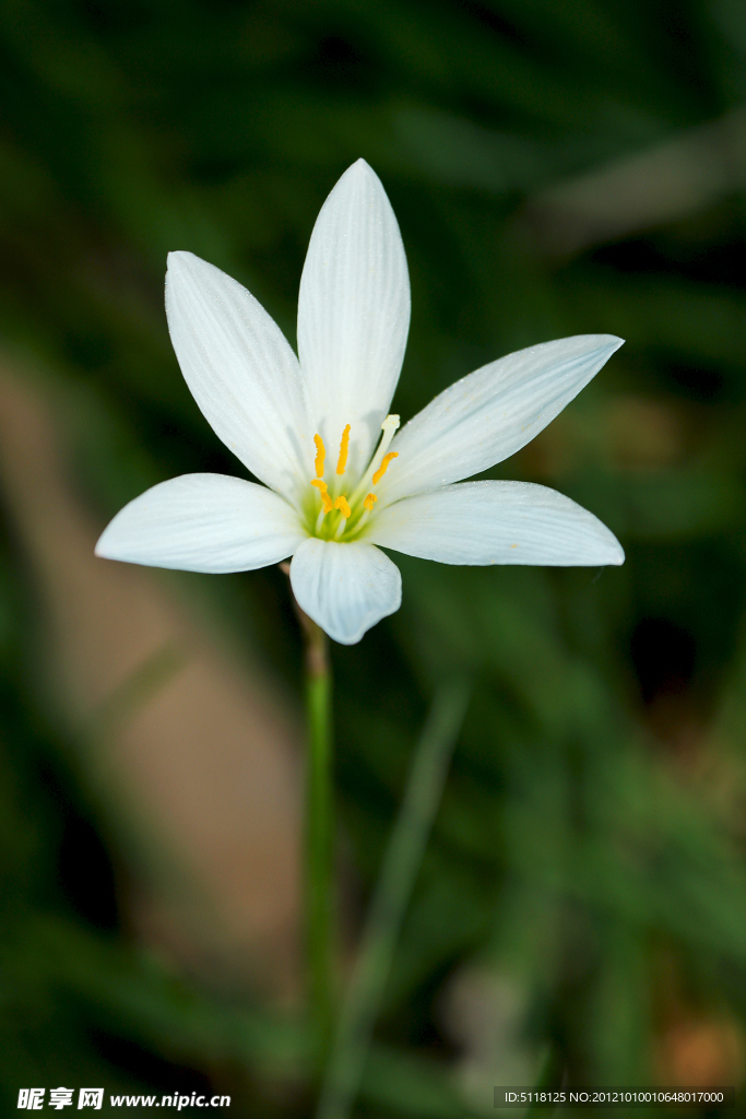 白色小花