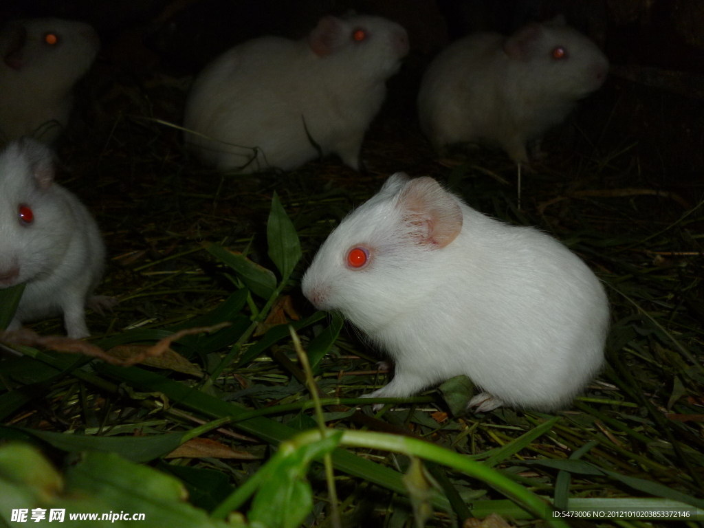 鼠年话鼠丨“实验小白鼠”百年百变史：从近亲繁殖到基因编辑__凤凰网