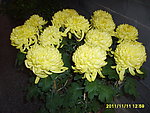 盆菊