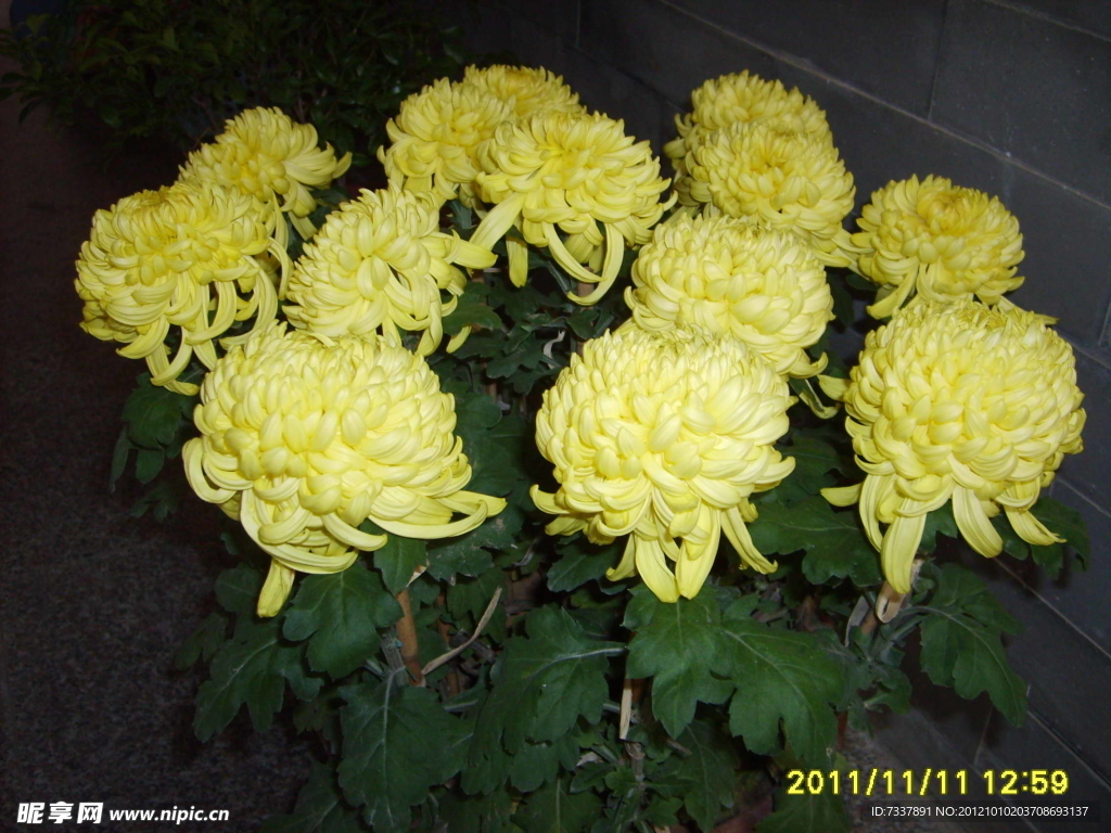盆菊