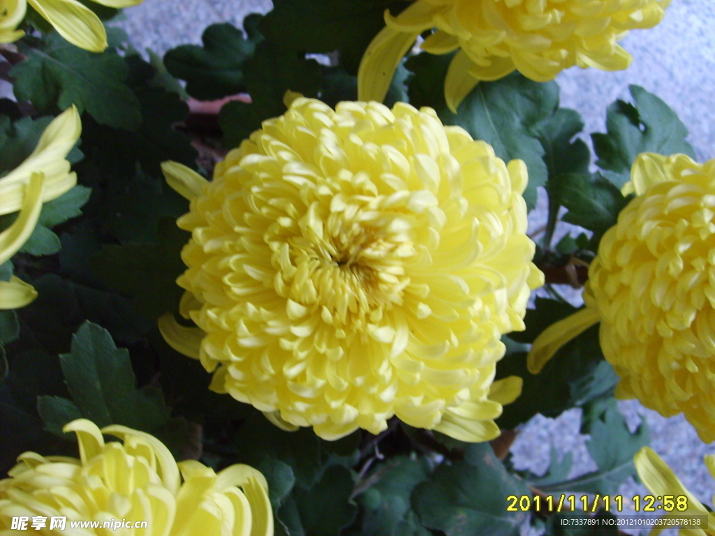 菊花