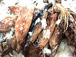鱿鱼(非高清)