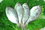 肉鲳(非高清)