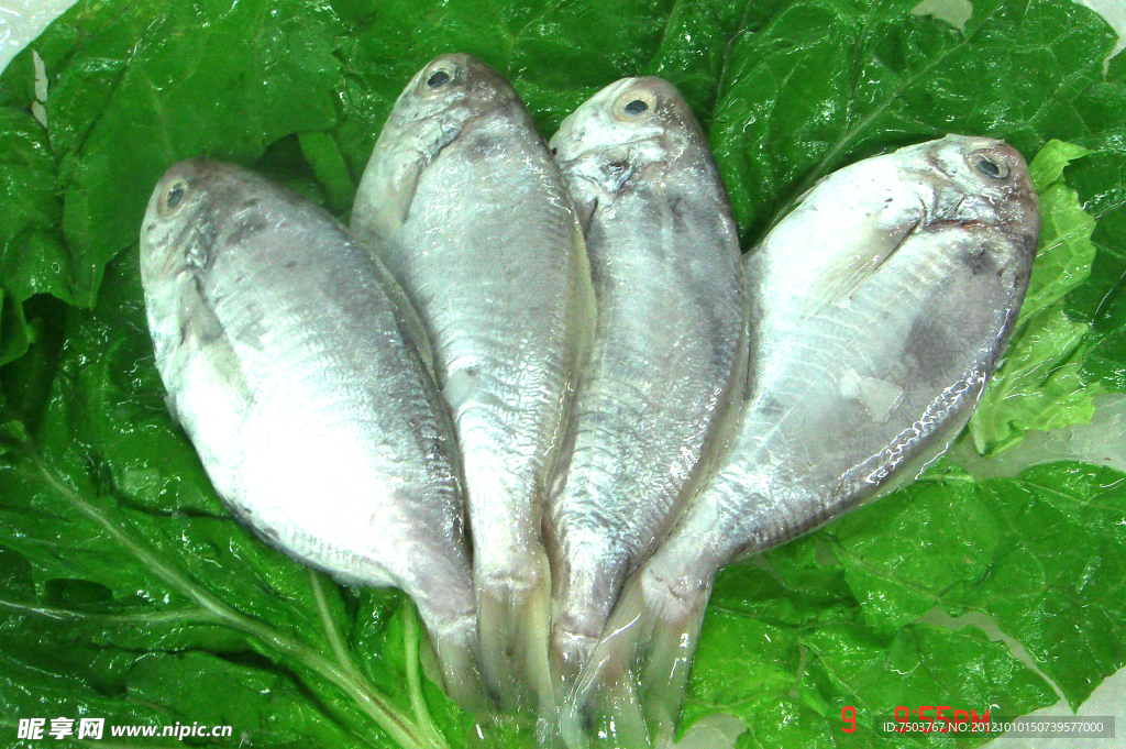 肉鲳(非高清)