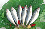 鲜提鱼(非高清)