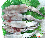 鱿鱼(非高清)