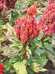 公园里的红色鸡冠花