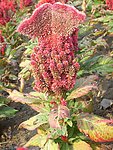 公园里的鸡冠花
