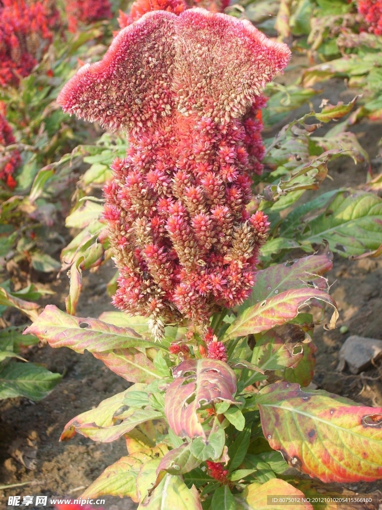 公园里的鸡冠花